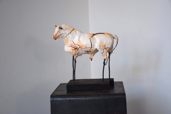 White bull