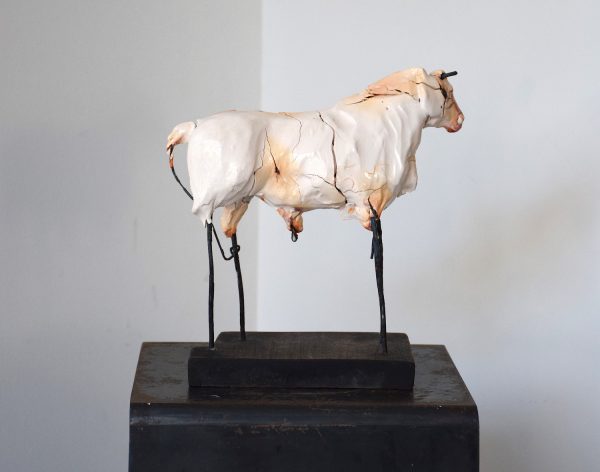 White bull