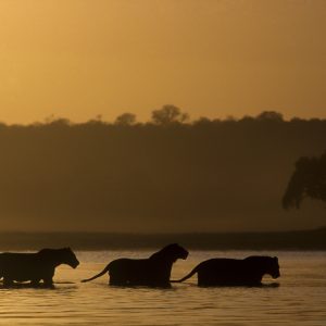 Lion marchant dans l'eau