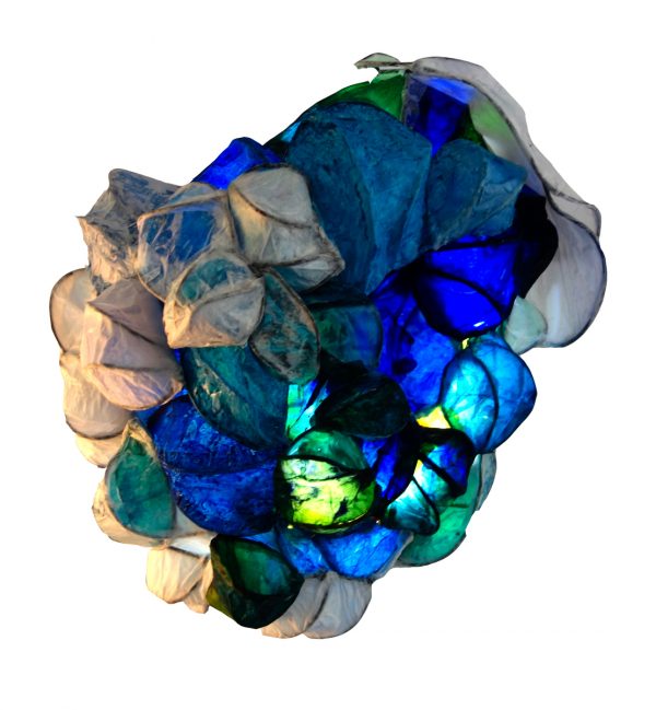 Euphyllia