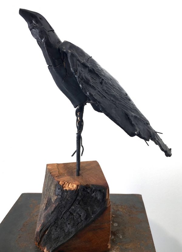 Black bird